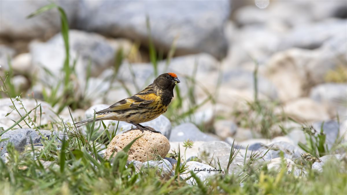 Red-fronted Serin