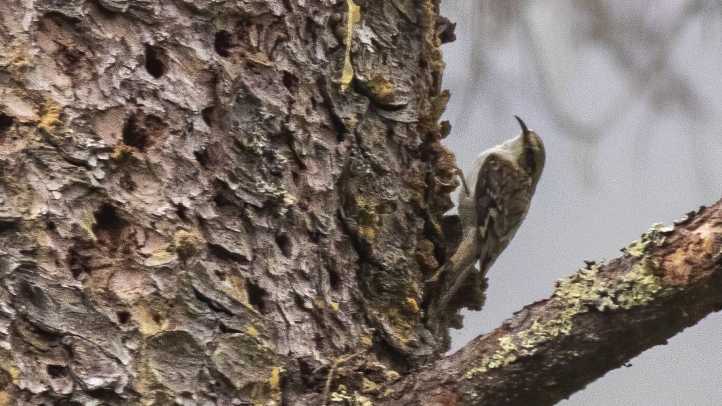 Eurasian Treecreeper