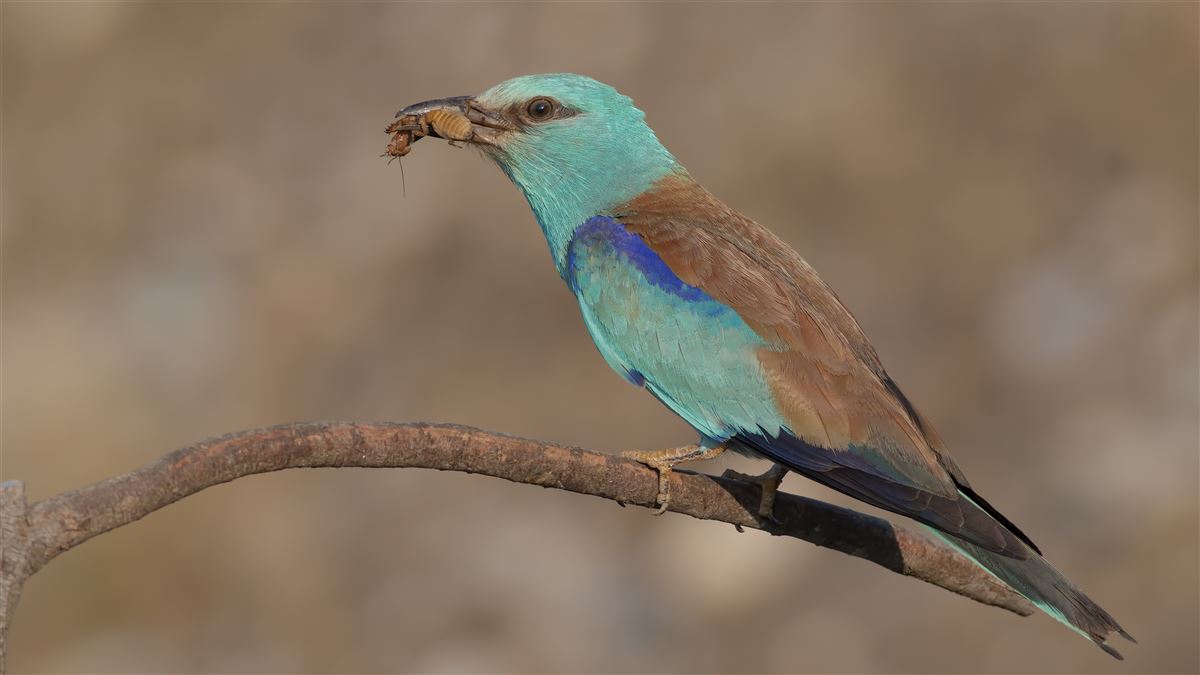 European Roller