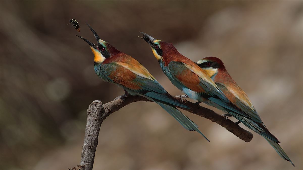European Bee-eater