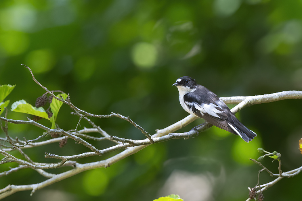 Semicollared Flycatcher