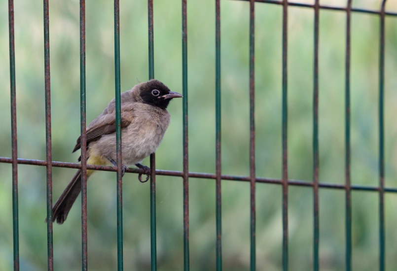 White-spectacled Bulbul