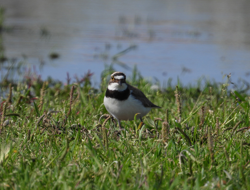Little Ringed Plover