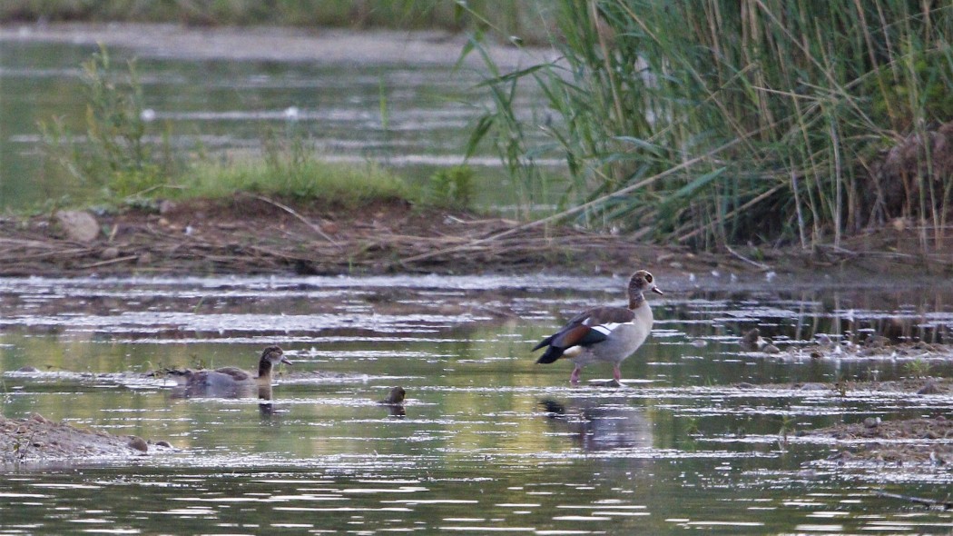 Egyptian Goose