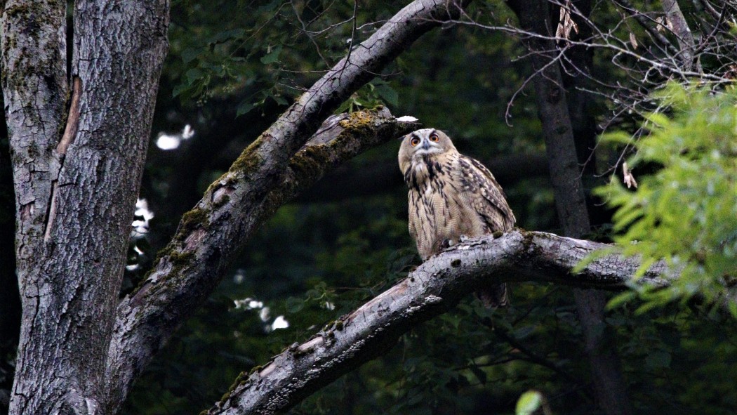 Eurasian Eagle-Owl