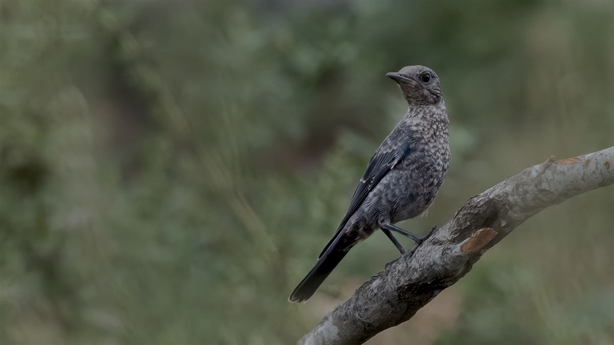 Blue Rock Thrush