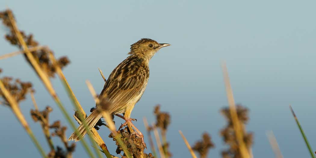 Zitting Cisticola