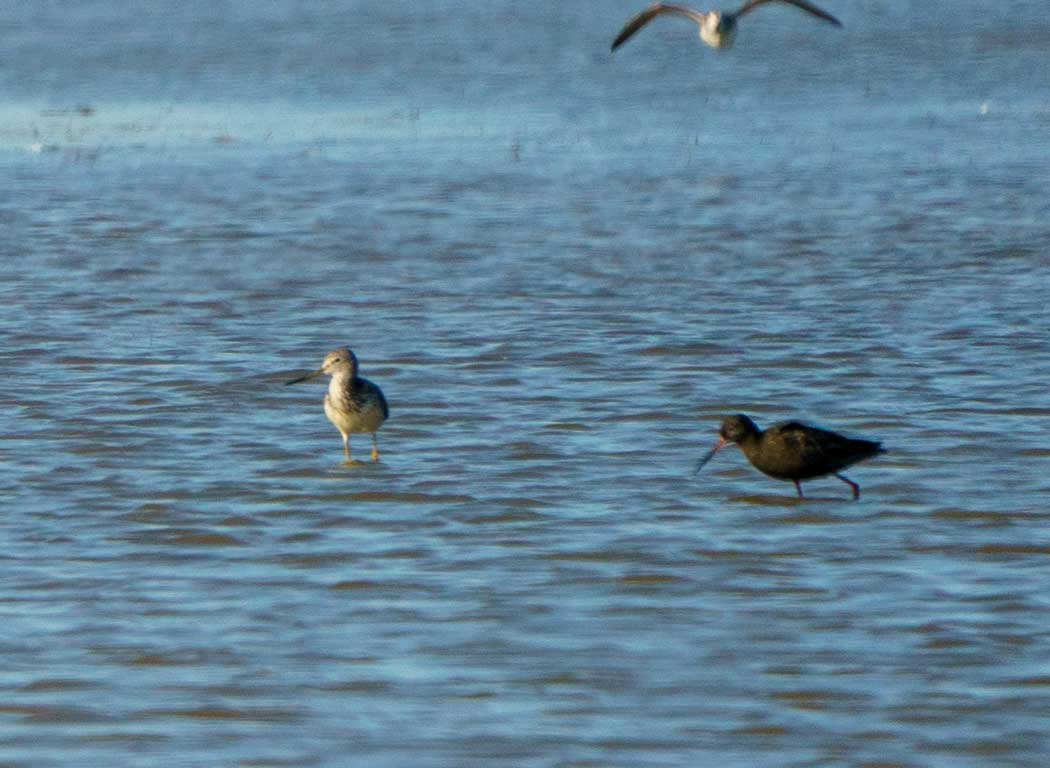 Spotted Redshank