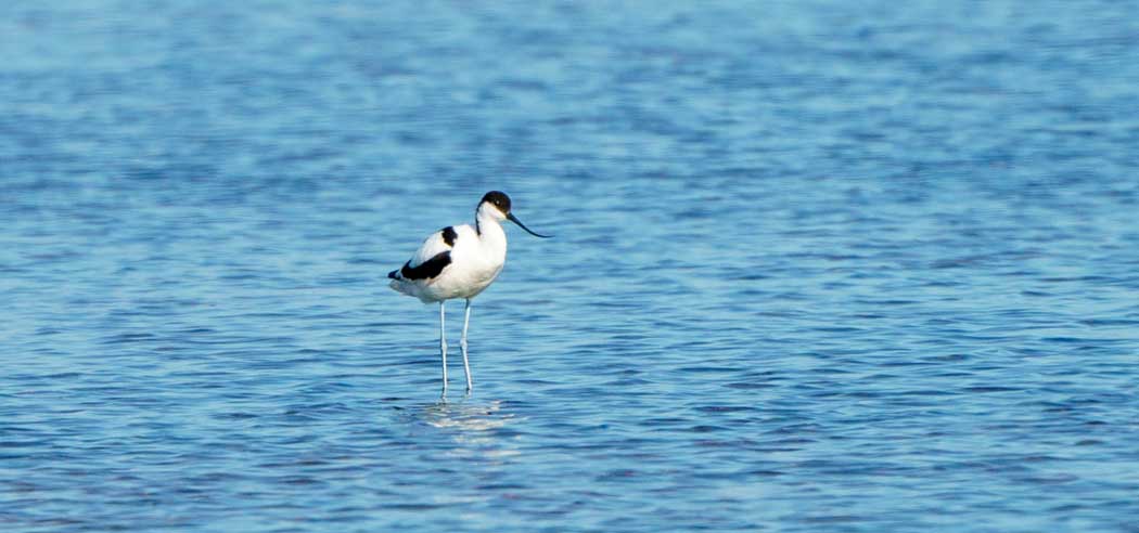 Pied Avocet