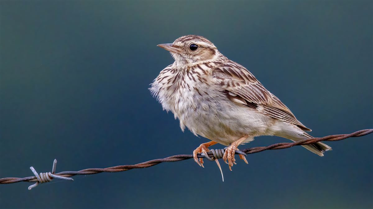 Woodlark