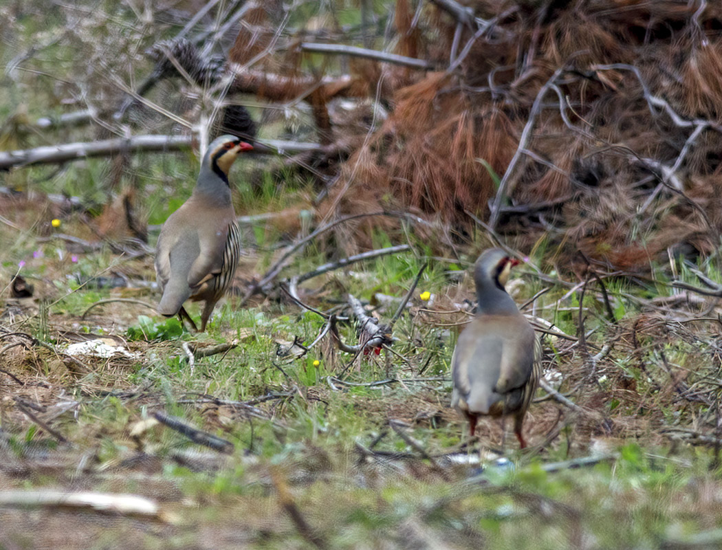 Chukar Partridge