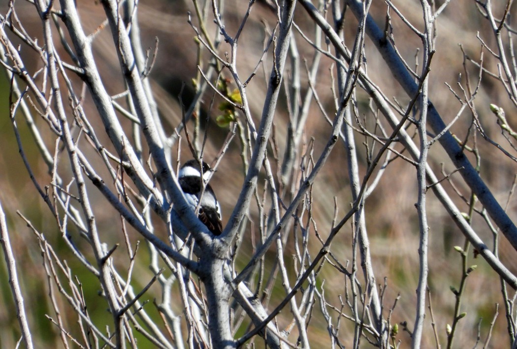 Collared Flycatcher