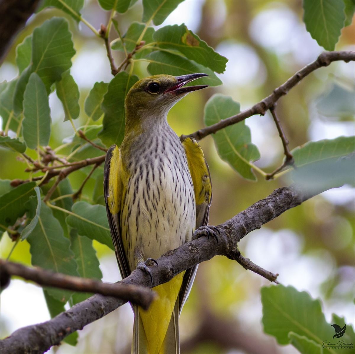 Eurasian Golden Oriole