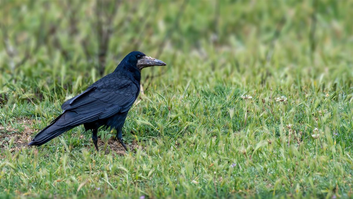 Rook