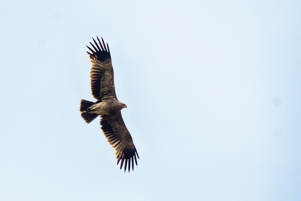 Eastern Imperial Eagle