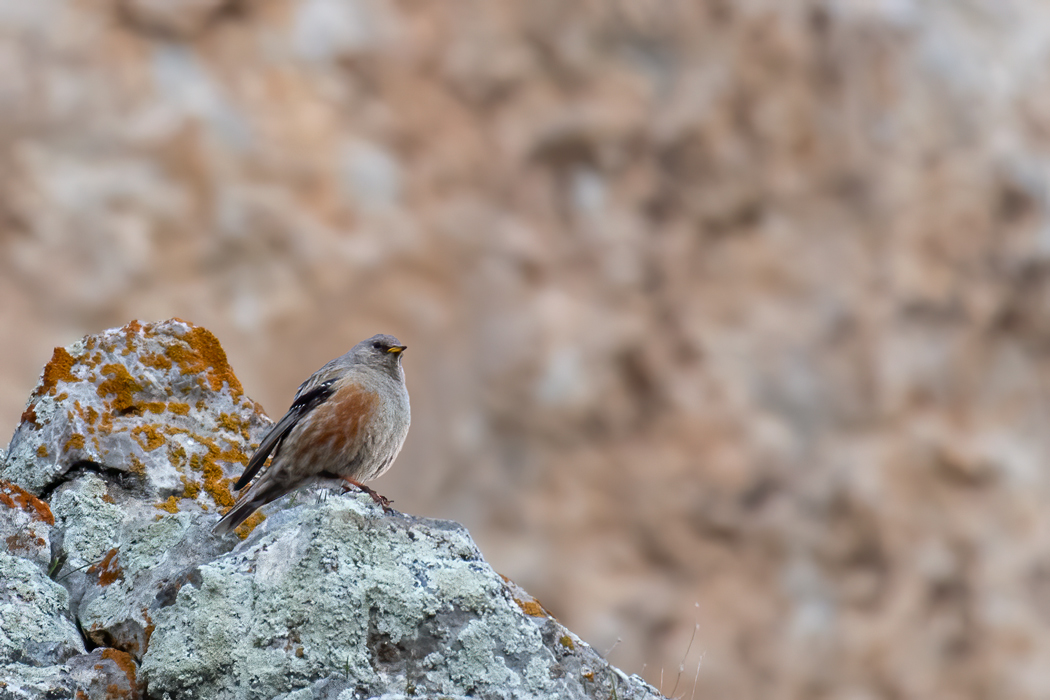 Alpine Accentor