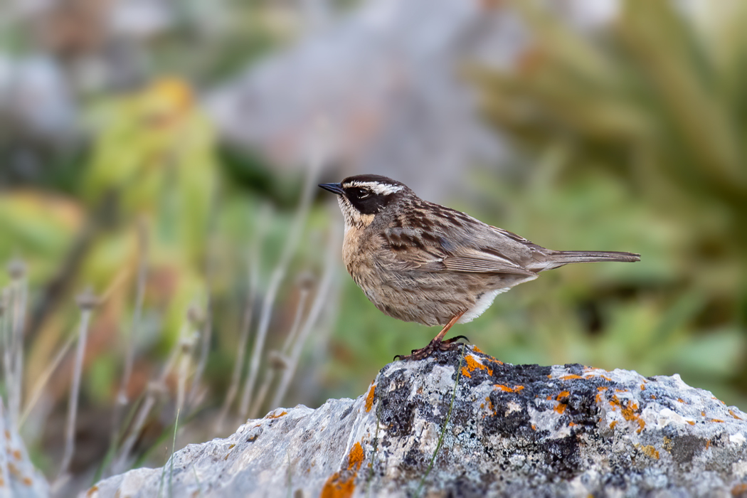 Radde`s Accentor