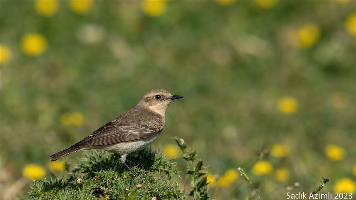 Black-eared Wheatear