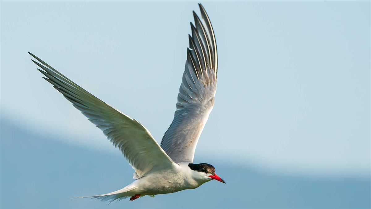 Common Tern