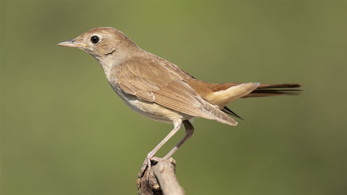 Common Nightingale
