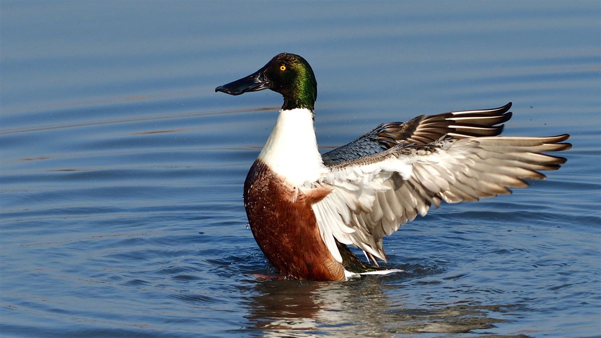 Northern Shoveler