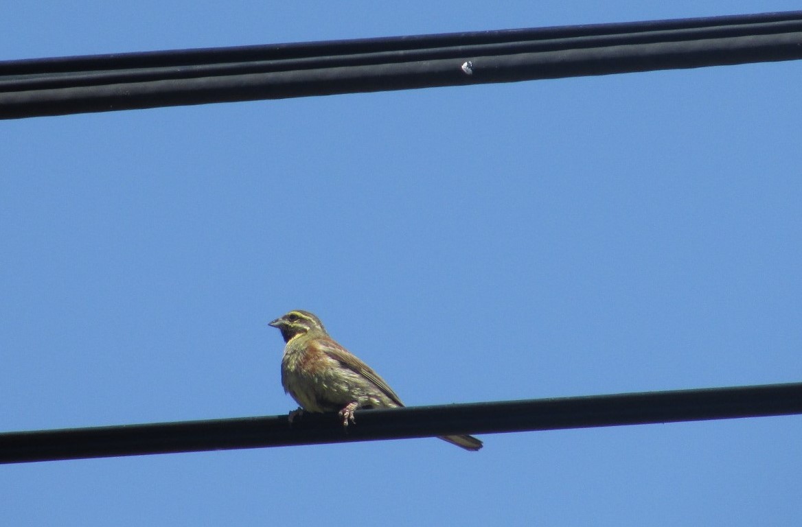 Cirl Bunting