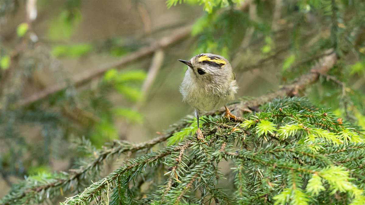 Goldcrest
