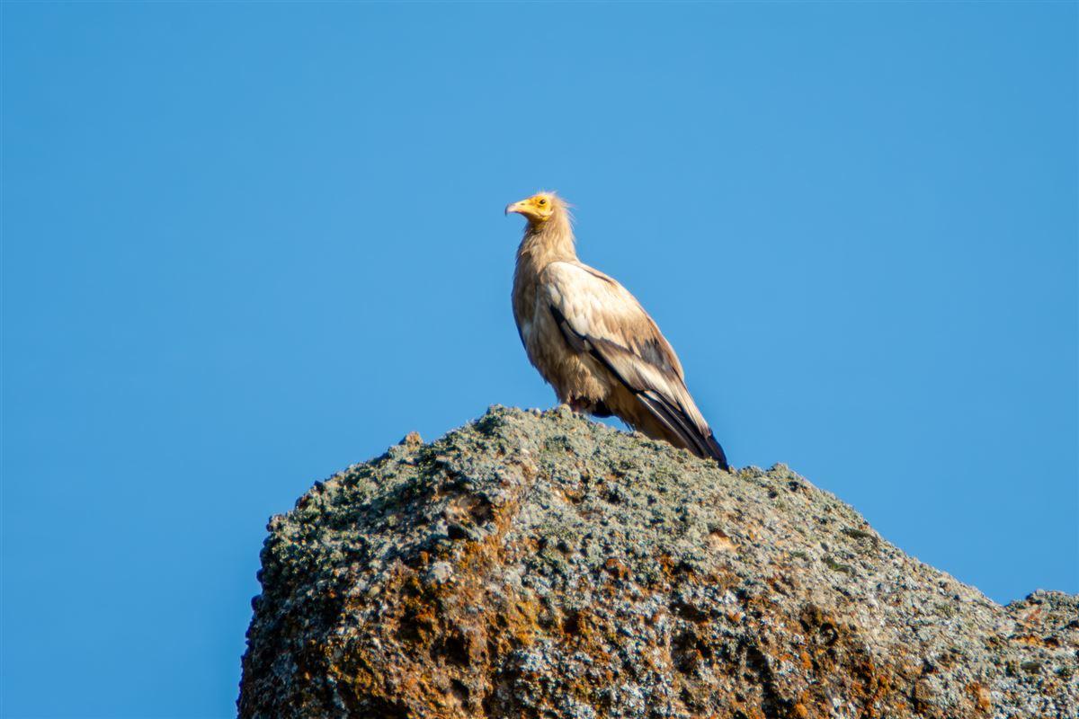Egyptian Vulture