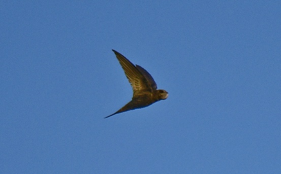 Common Swift