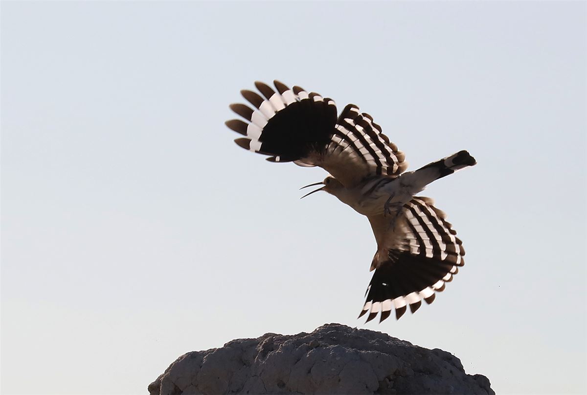 Common Hoopoe