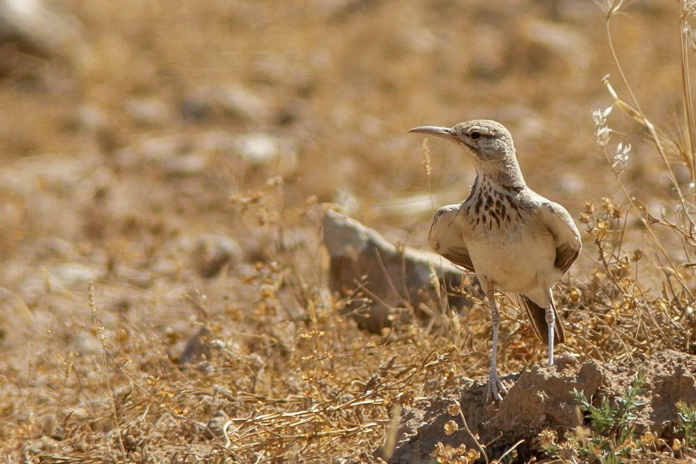 Greater Hoopoe-Lark