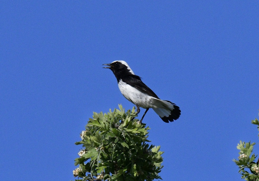 Finsch`s Wheatear