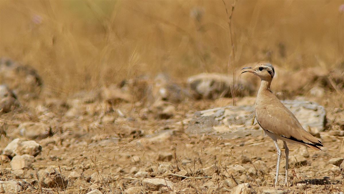 Cream-colored Courser