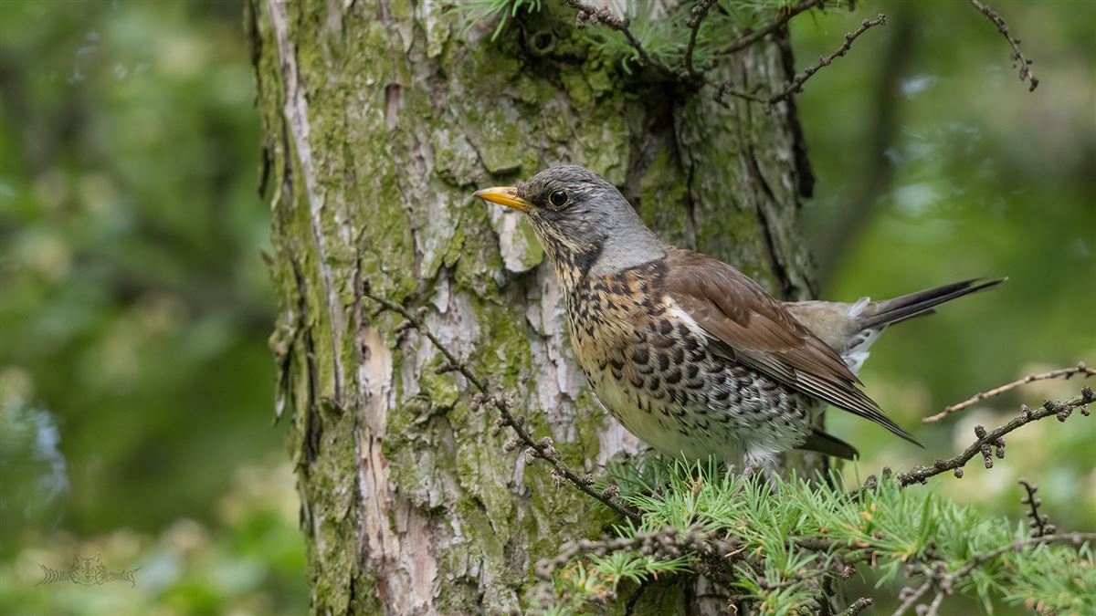 Fieldfare