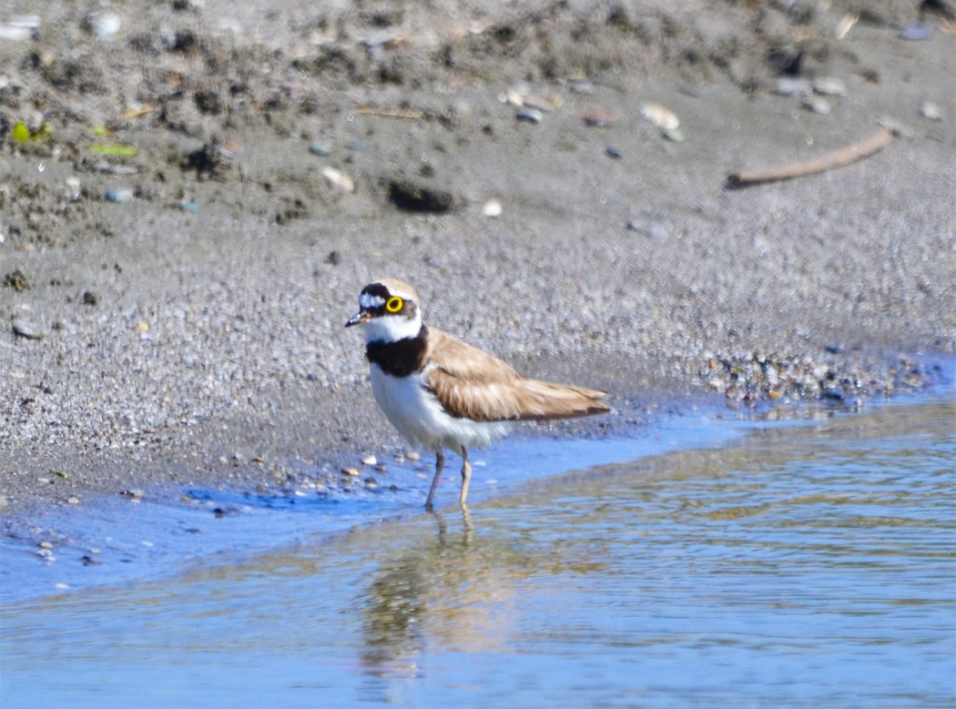 Little Ringed Plover