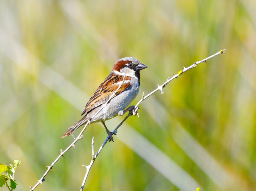 House Sparrow
