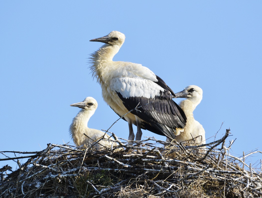 White Stork
