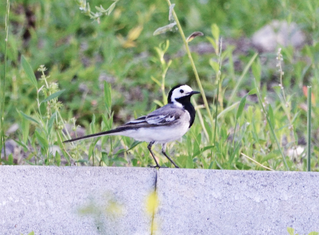 White Wagtail