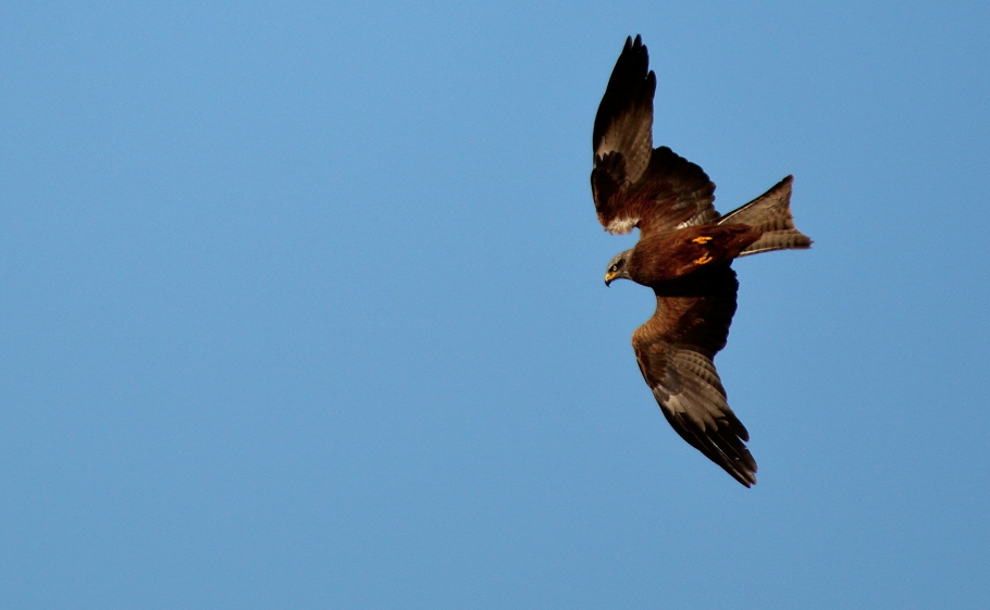 Black Kite