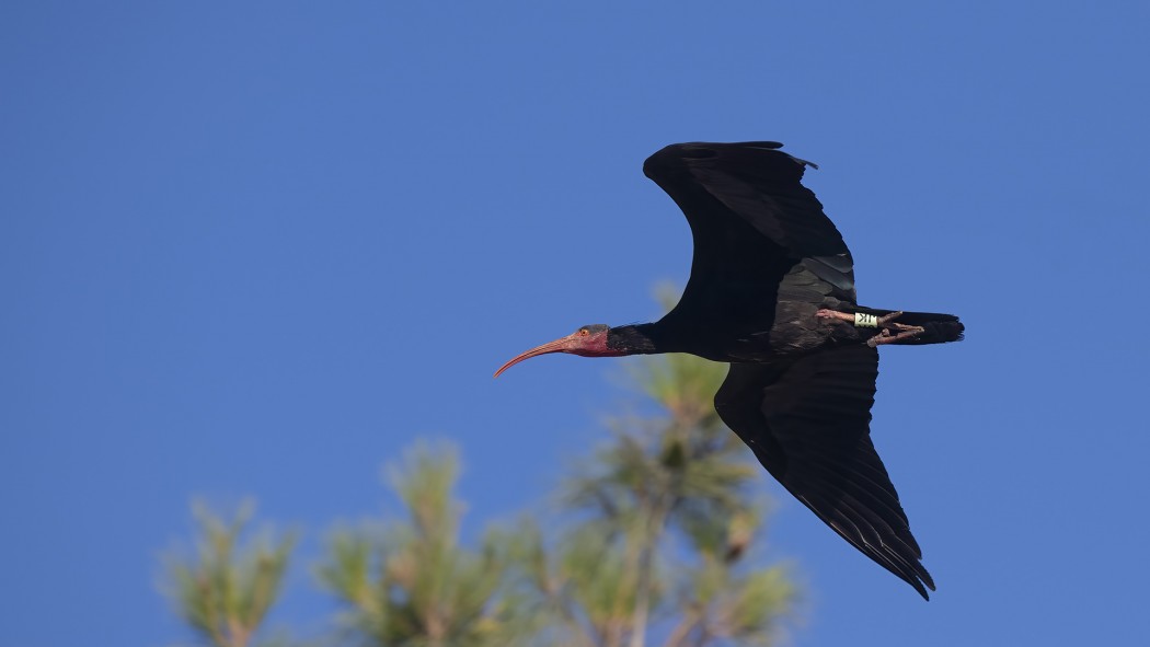 Northern Bald Ibis