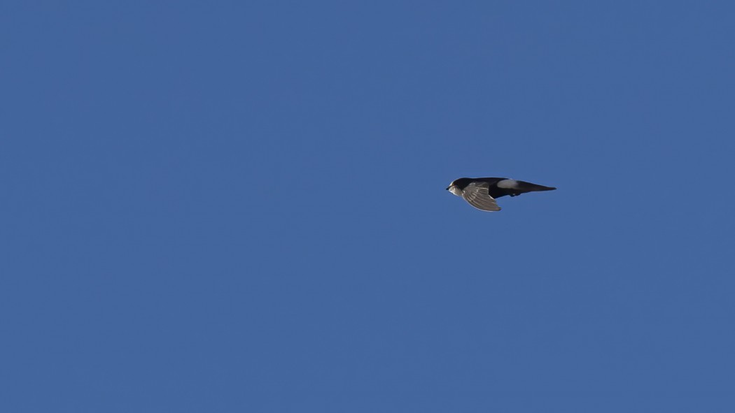 Little Swift