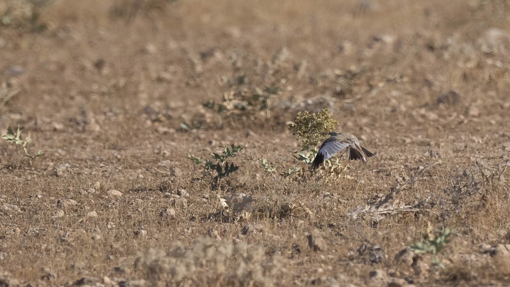 Greater Hoopoe-Lark