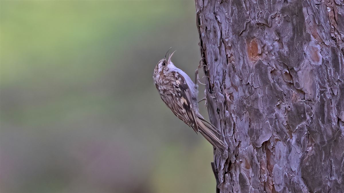 Eurasian Treecreeper