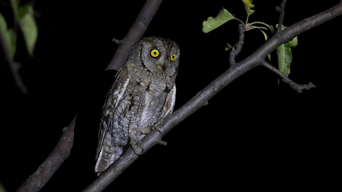 Eurasian Scops Owl