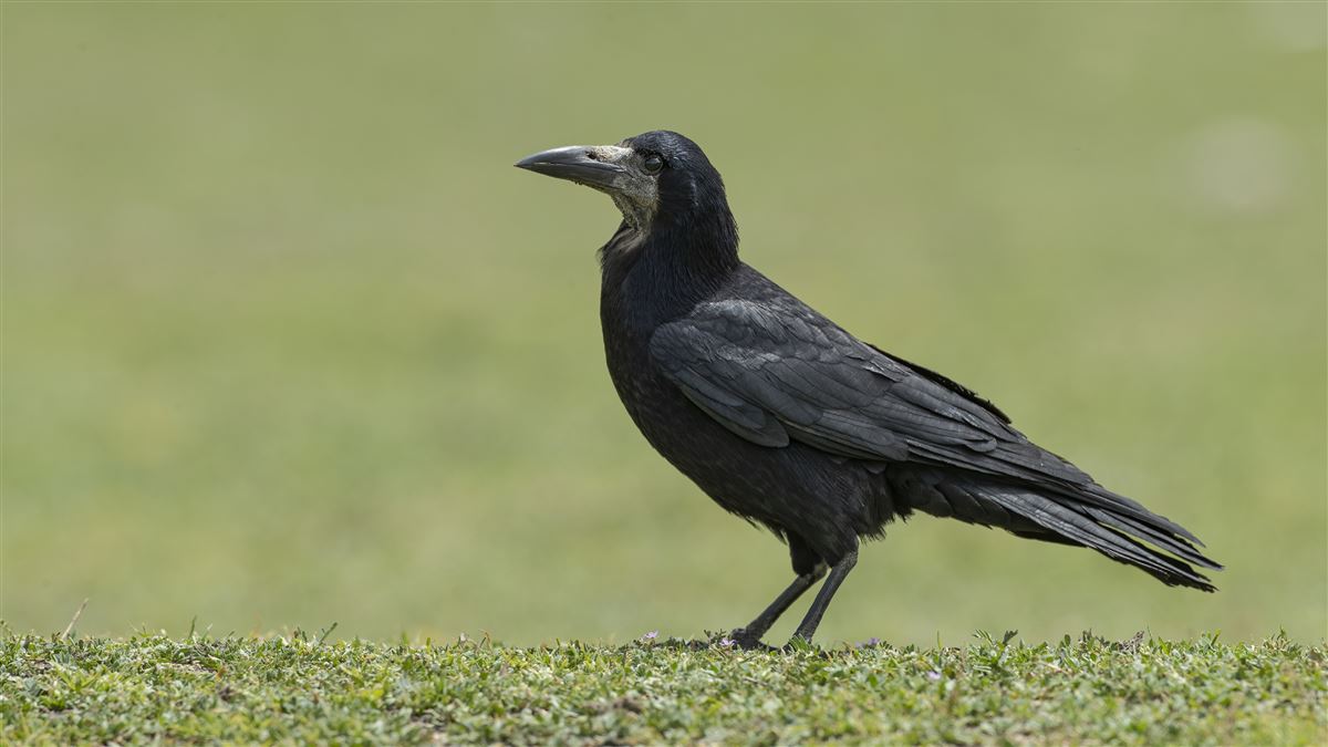 Rook