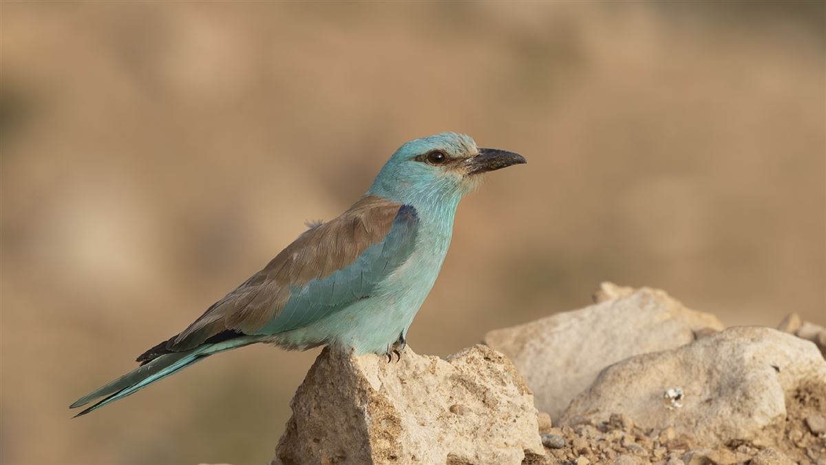 European Roller