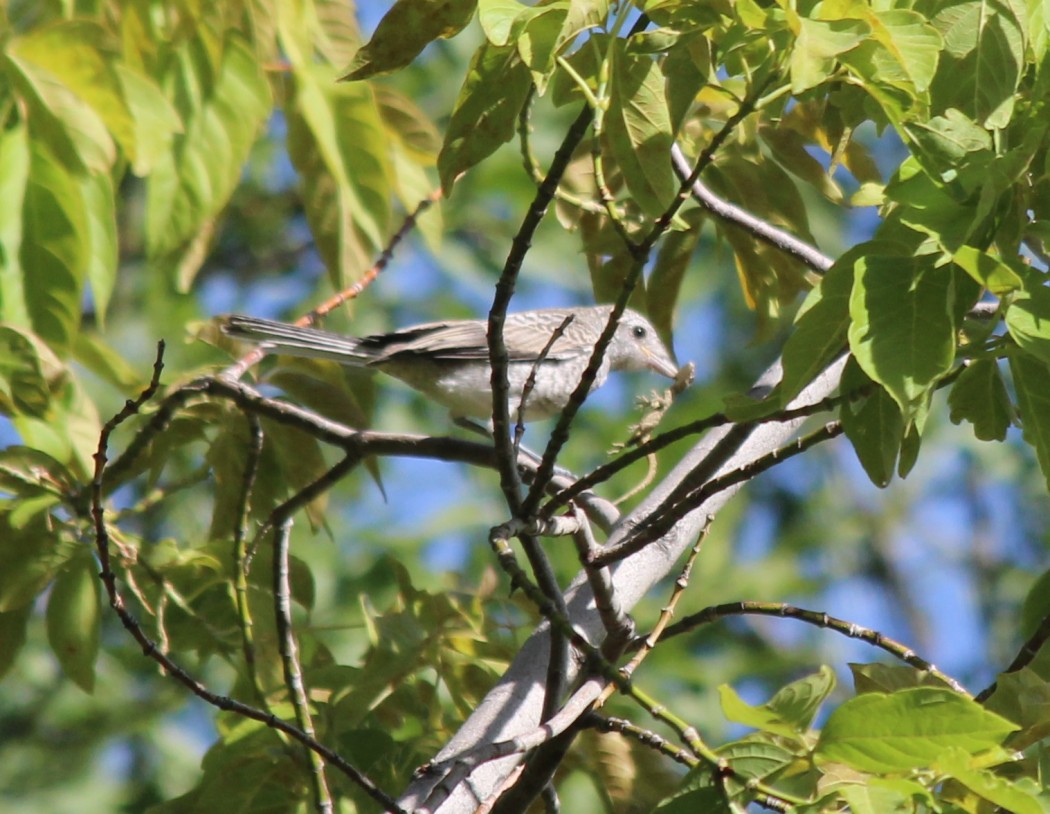 Masked Shrike