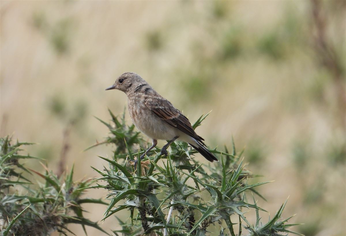 Northern Wheatear
