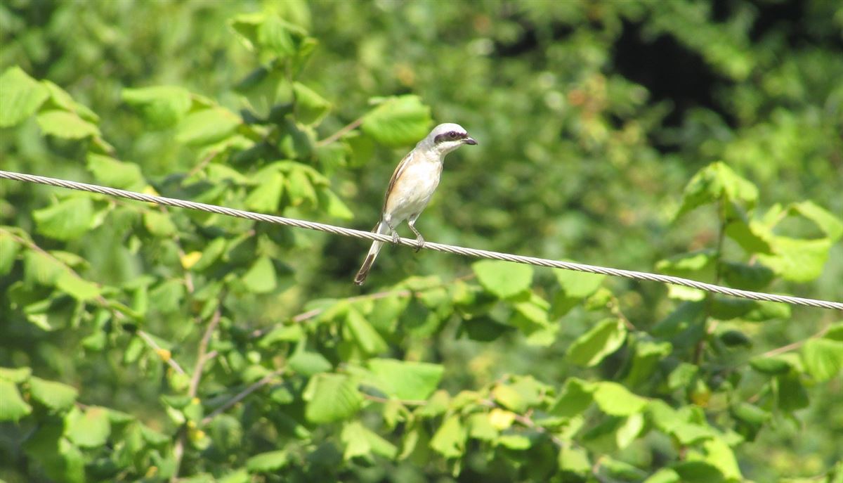 Red-backed Shrike