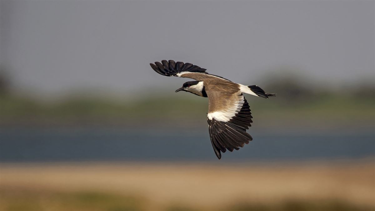 Spur-winged Lapwing